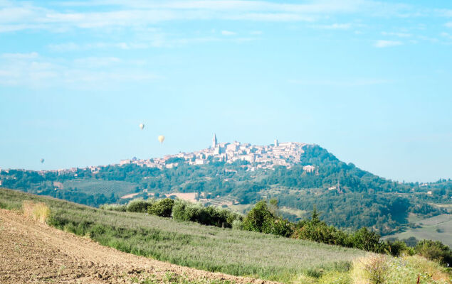 Sunflower - Photo 28